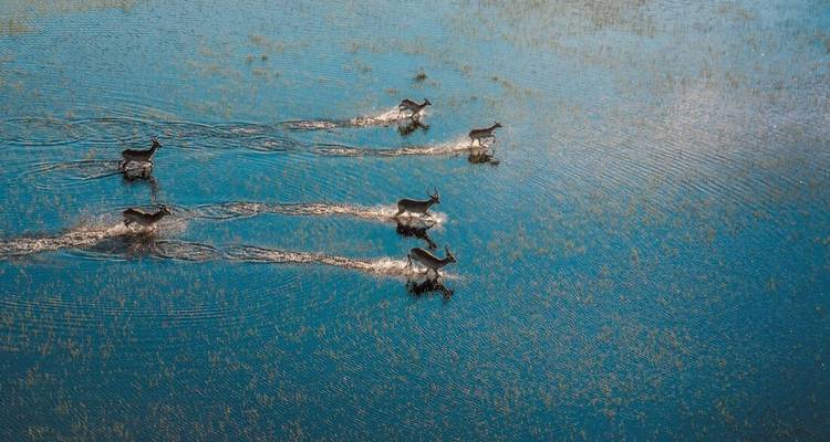 Luchtfoto van antilopen die door ondiep blauw water plonzen en golvende sporen achterlaten.