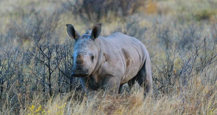Jonge neushoorn staat alert tussen droge struiken en geel gras in het laat middag licht.