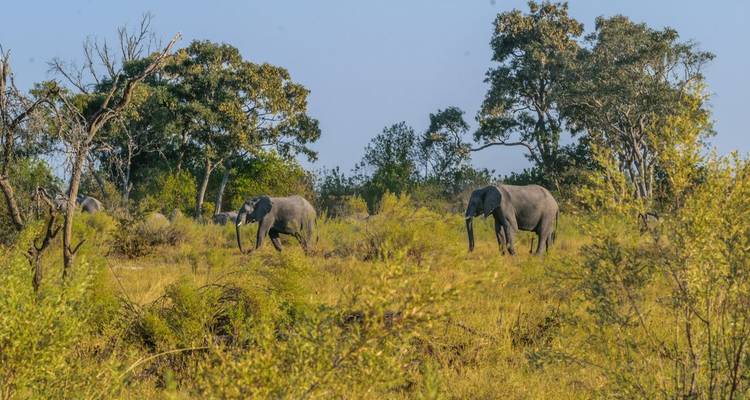 Enkele olifanten grazen tussen struiken en acacia's op een heldere, zonnige dag.