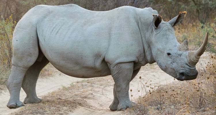 Grote witte neushoorn pauzert op een zandpad, dicht struikgewas vervagend in de achtergrond.