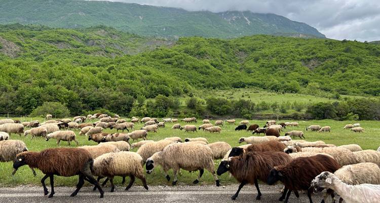 Een grote kudde schapen steekt een landelijk weggetje over met weelderige groene heuvels en rotsachtige bergen in de verte op de achtergrond.