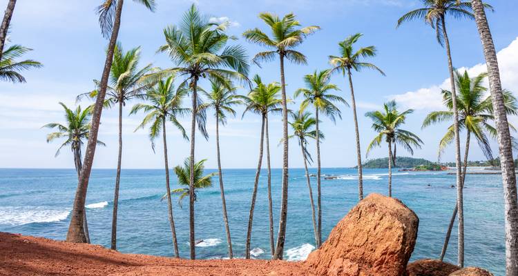 Iconic row of tall coconut palms stands on a red-earth headland overlooking the blue Indian Ocean.