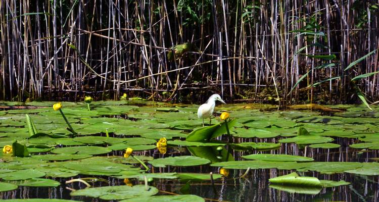 Reiher zwischen Seerosen und hohen Schilfen in einem Sumpflebensraum