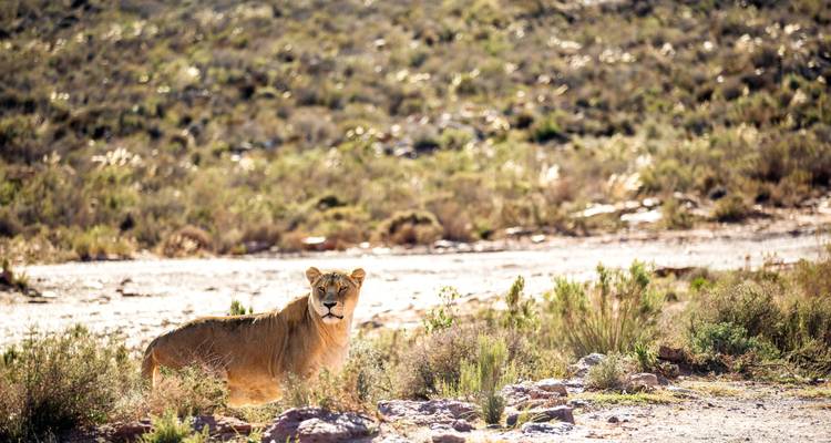 Leona alerta de pie en un paisaje de arbustos iluminado por el sol