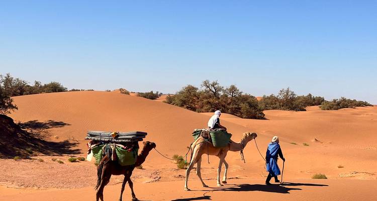 Guide leads two loaded camels across bright orange sand under a clear blue sky.