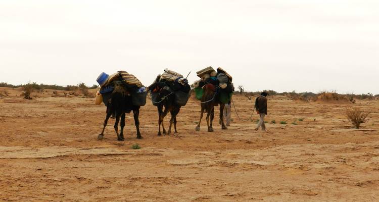 Caravan of three packed camels and a handler crossing barren desert ground on an overcast day.