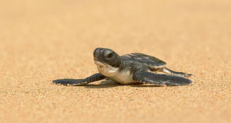 A tiny sea turtle hatchling makes its first crawl across golden sand.