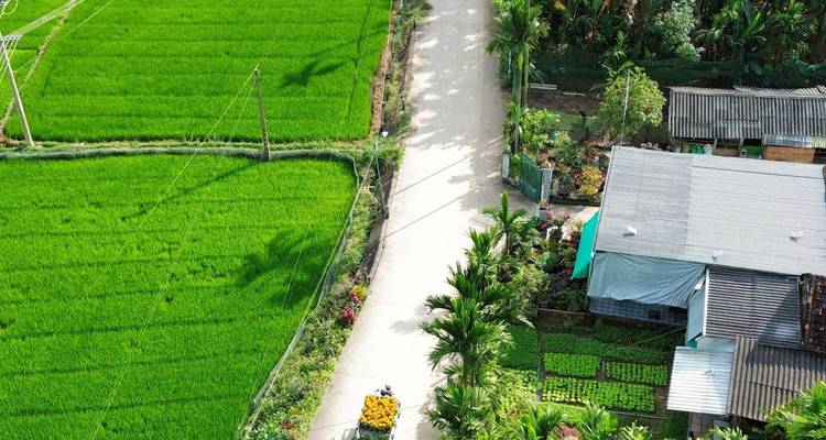 Aerial view of emerald-green rice paddies flanking a narrow country road lined with palms and houses.