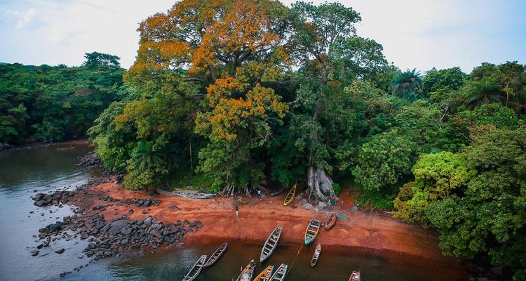 Drone shot of red sandy shore lined with dugout canoes beneath a giant tree and thick jungle.