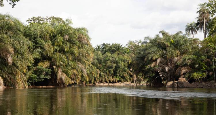 Calm jungle river bordered by dense palms and rocky banks under bright sky.