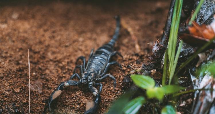Black scorpion crawling on reddish soil next to green jungle plants