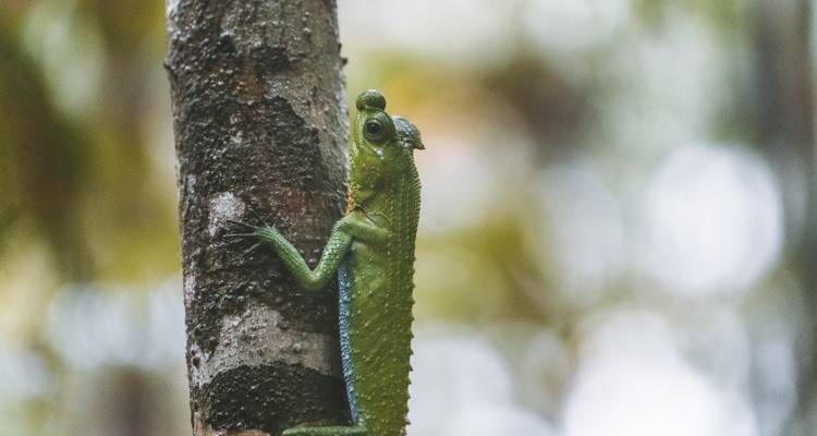 Green lizard clinging vertically to tree trunk in forest with bokeh background