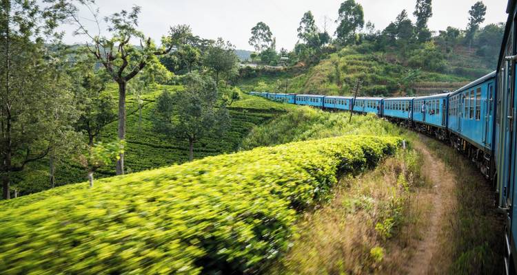 Tren azul icónico serpentteando a través de plantaciones de té esmeralda en las tierras altas de Sri Lanka.