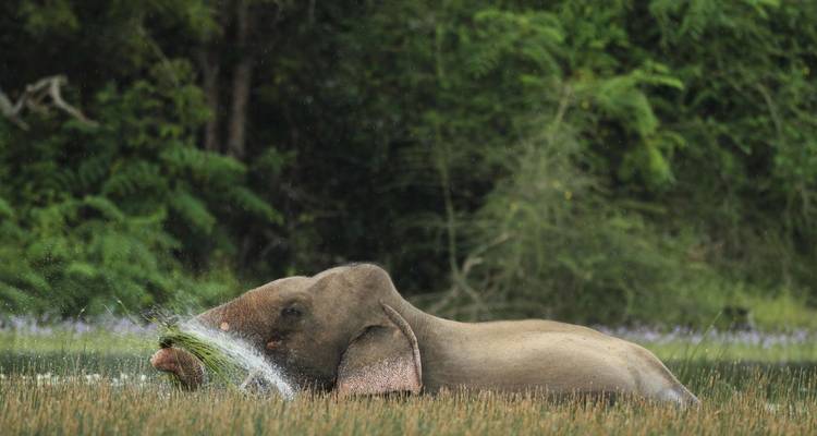 Elephant playfully spraying water while lying in a grassy wetland clearing.