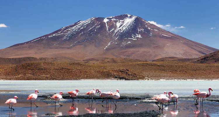 Los flamencos rosados se alimentan en una laguna mineral bajo un volcán cubierto de nieve.