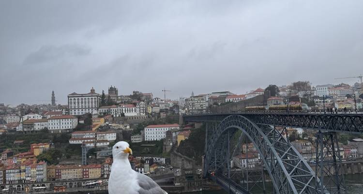 Una gaviota de cerca posada con el horizonte brumoso de Oporto y el Puente Dom Luís I de fondo en un día gris.