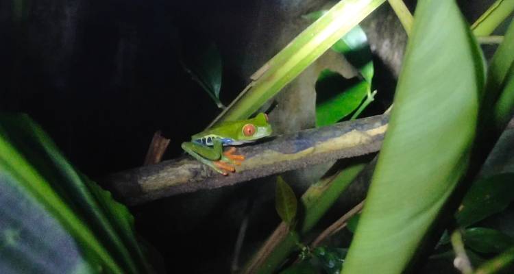 Red-eyed tree frog clings to a branch at night amidst green leaves
