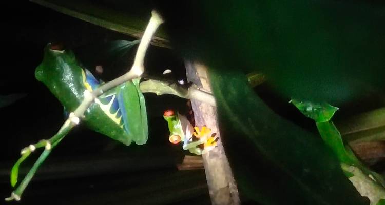 Two red-eyed tree frogs on foliage captured with harsh flash at night