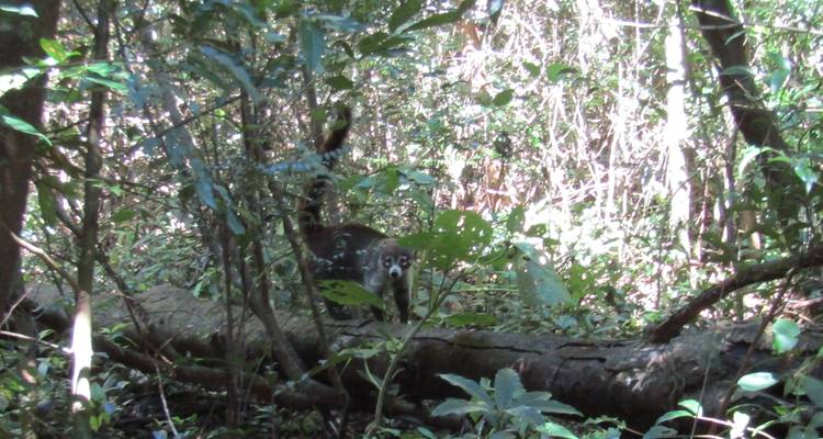 White-nosed coati walking along a fallen tree in dense forest understory