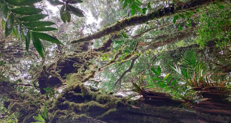 Towering moss-draped trees and dense foliage in a humid cloud forest