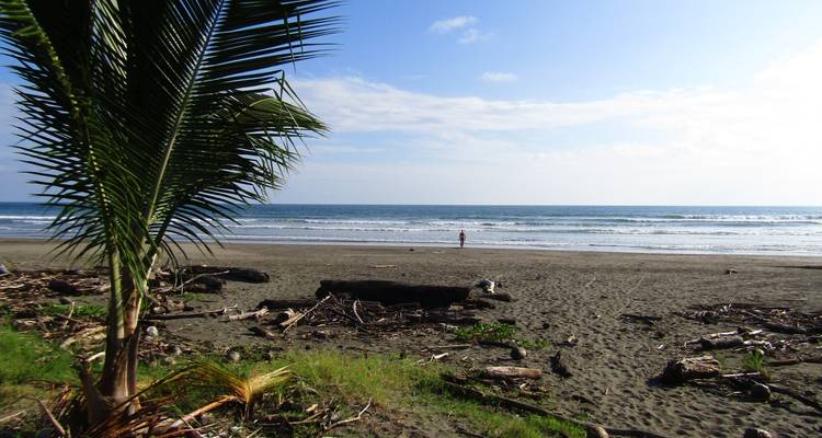 Palm-framed view of quiet grey-sand beach with lone swimmer in the distance