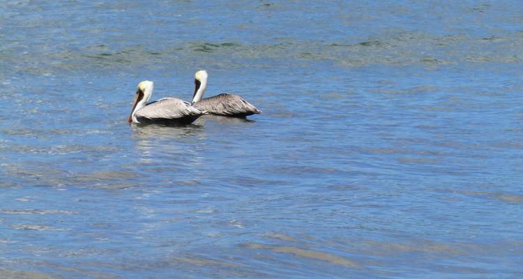 Two pelicans floating calmly on blue ocean water