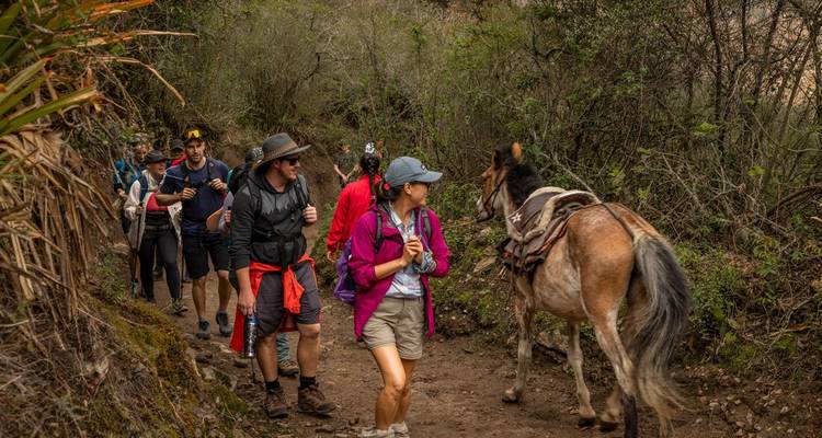 Les trekkeurs partagent un sentier de terre avec une mule de bât à travers une forêt andine luxuriante.