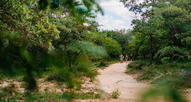 Les randonneurs marchent le long d'un sentier forestier sablonneux encadré par une végétation verte luxuriante sous un ciel dégagé.