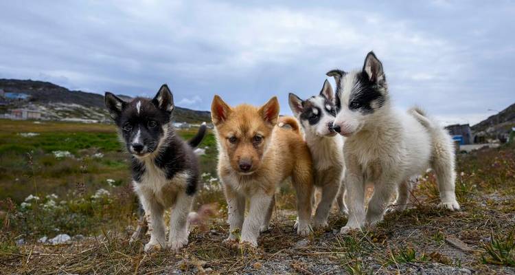 Vier neugierige Schlittenhundewelpen stehen auf Tundragräsern unter einem bewölkten Himmel der Arktis.