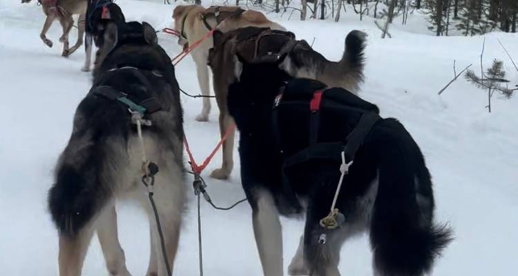 Sled dogs harnessed and pulling a sledge along a snowy forest trail.