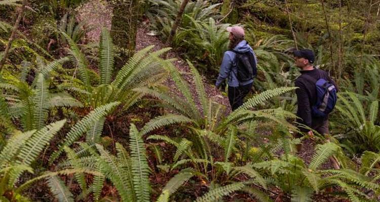 Deux randonneurs avec des sacs à dos se promènent le long d'un sentier forestier bordé de fougères dans la forêt tropicale de la Nouvelle-Zélande.