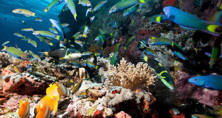 Colorful tropical reef teeming with diverse fish species in clear water