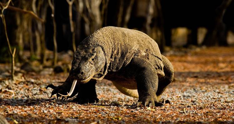 Komodo dragon walking across leaf-strewn ground with tongue extended