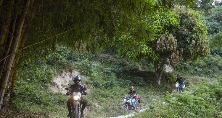 Motorcyclists descend a leafy slope beneath bamboo and mango trees.