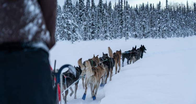 Team of sled dogs pulling a musher through a snowy forest trail in Alaska.