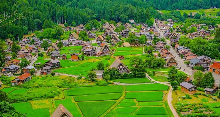 Panoramic view of Shirakawa-go village with gassho-style houses amid lush green rice fields.