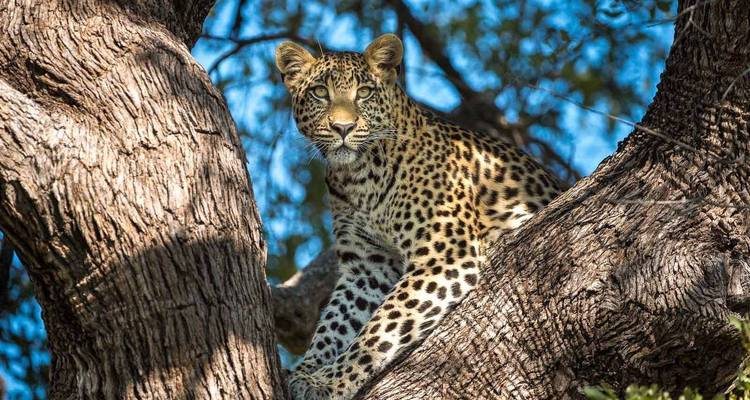 A leopard perches alertly on a tree branch, its spotted coat glowing in the sunlight.