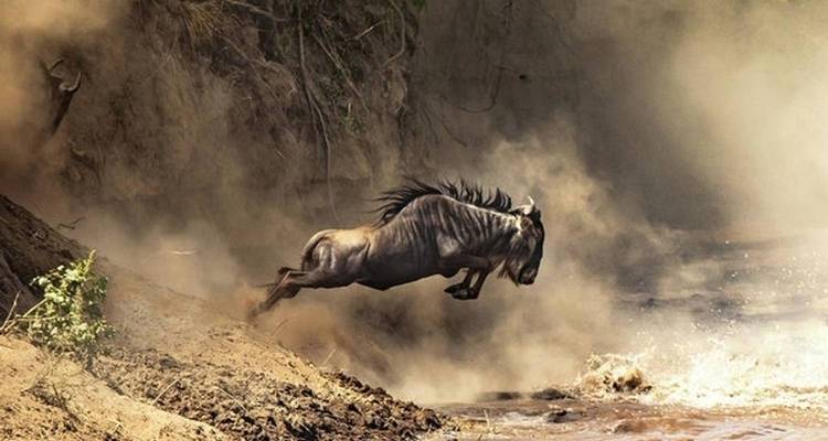 A wildebeest launches through a cloud of dust into a churning river during migration.