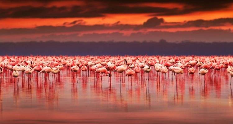 Hundreds of flamingos stand in shimmering water beneath a dramatic red sunset sky.