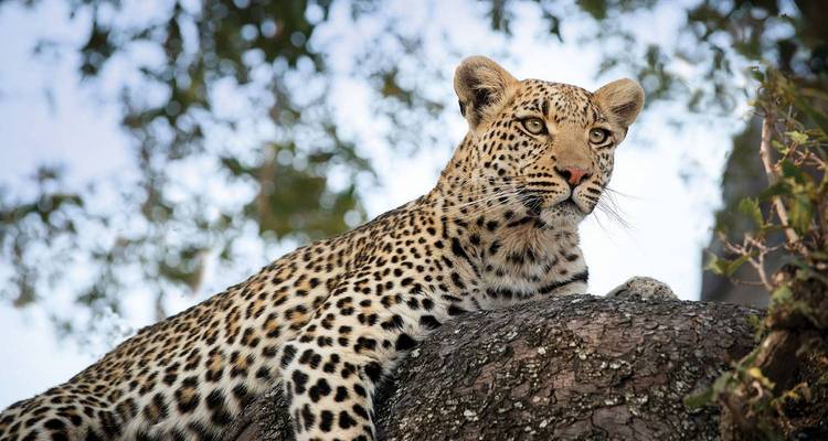 A poised leopard rests on a tree trunk, framed by leafy branches and evening light.