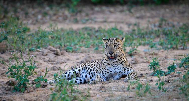 A Sri Lankan leopard rests on sandy ground, its gaze alert amid sparse vegetation.
