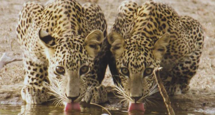 Two young leopards drink side by side from a waterhole, tongues out in perfect symmetry.