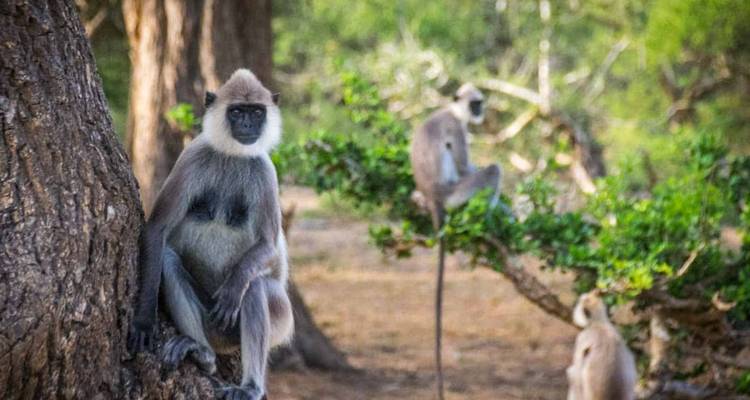 Gray langur monkeys lounge on tree trunks and branches in a shady forest clearing.