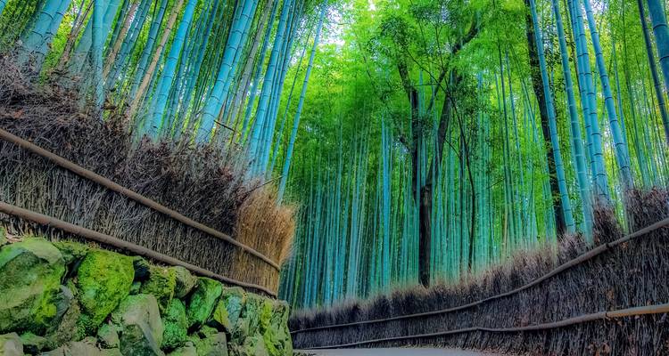 A serene path winds through towering green bamboo stalks forming a dense forest canopy.