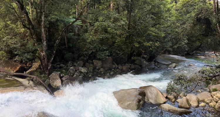 Clear stream cascading over boulders in a dense rainforest setting.