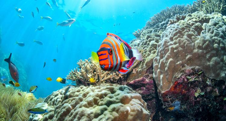 Vibrant coral reef scene with colourful fish swimming among hard corals under clear blue water.