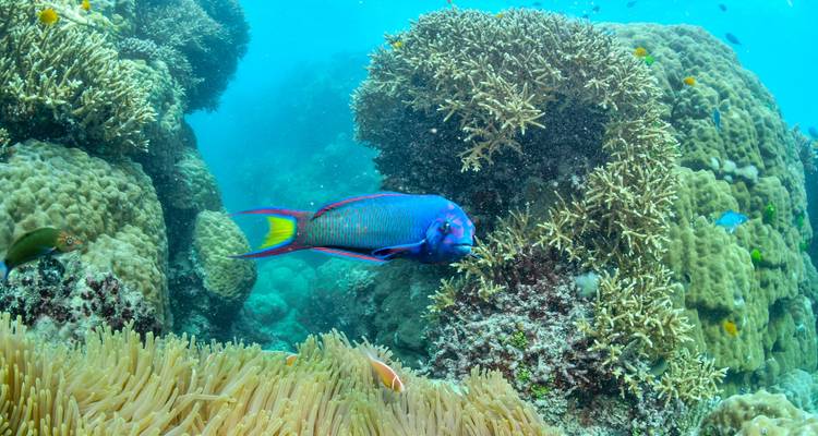 Brightly coloured parrotfish swimming near coral formations surrounded by anemones underwater.
