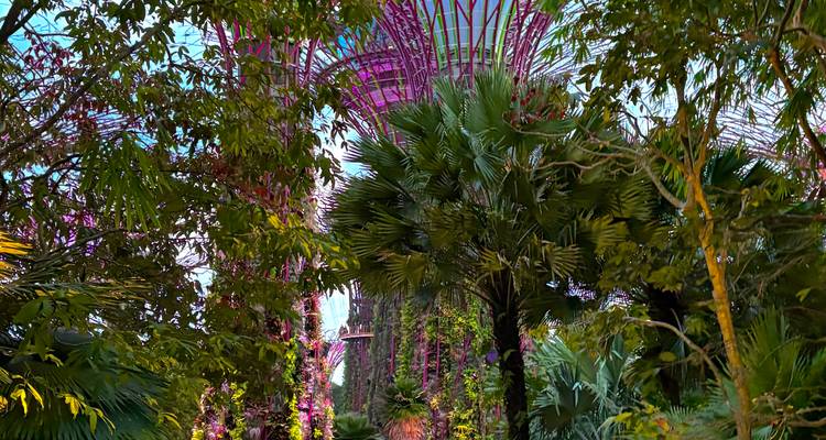 Supertree illuminé de rose partiellement caché parmi la végétation tropicale à la lumière du soir aux Gardens by the Bay.