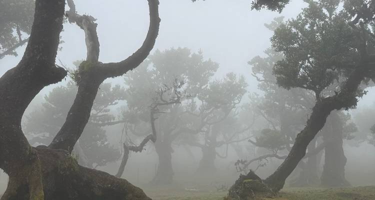 Misty laurel forest with gnarled trees disappearing into thick fog.