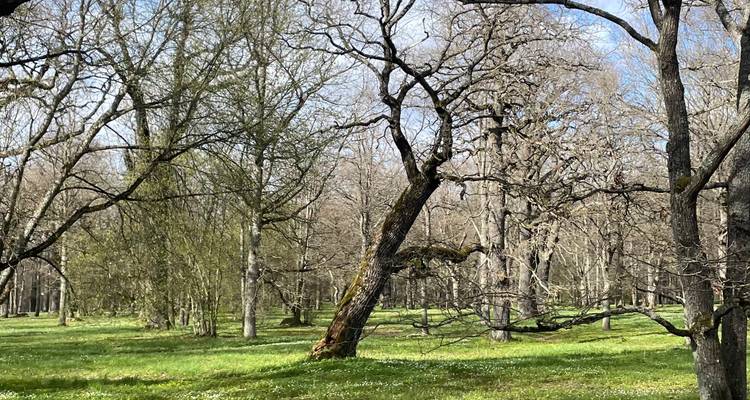 Prairie printanière dans une forêt clairsemée avec herbe fraîche et arbres en bourgeon